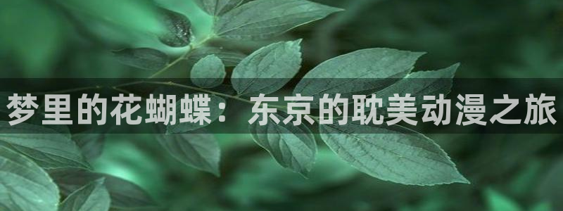 51动漫在：梦里的花蝴蝶：东京的耽美动漫之旅